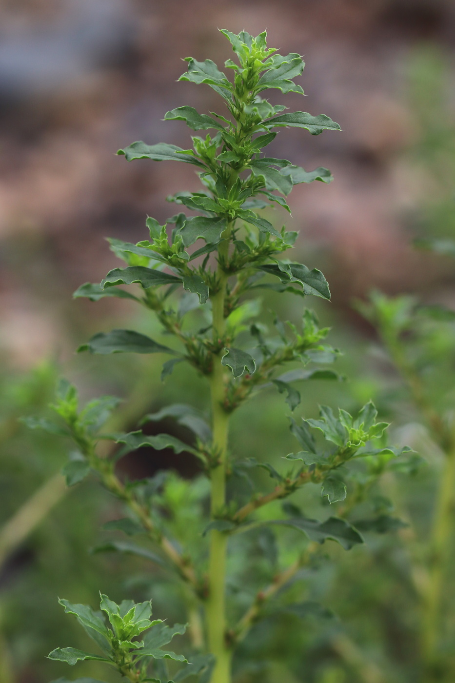 Image of Amaranthus albus specimen.