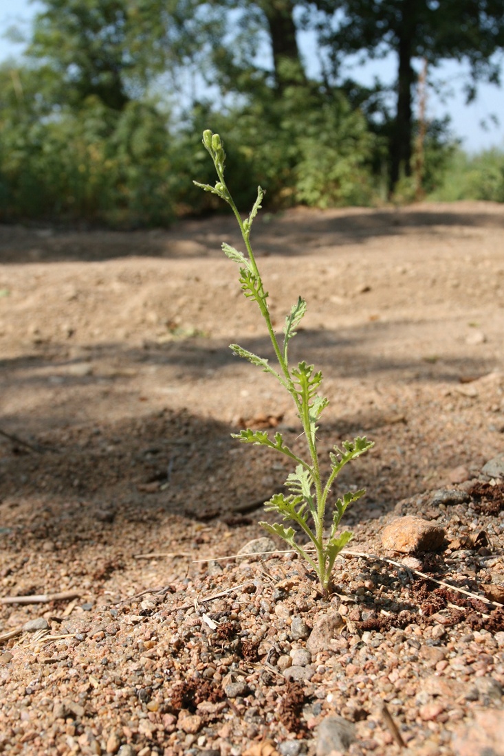 Изображение особи Senecio viscosus.