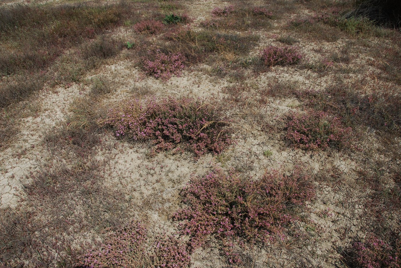 Image of Frankenia hirsuta specimen.