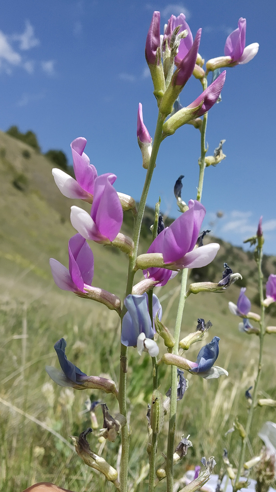 Image of Oxytropis capusii specimen.