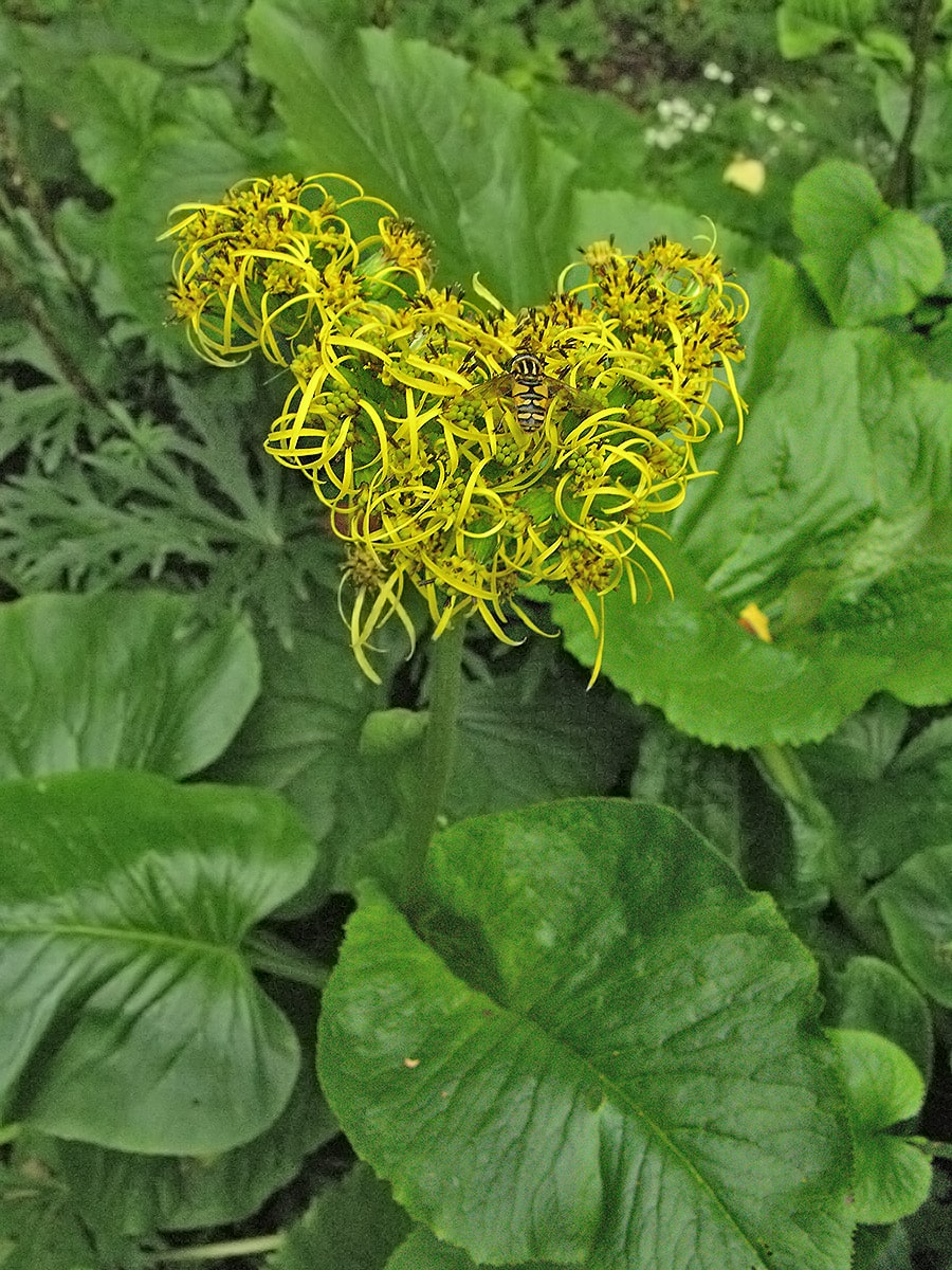 Image of genus Ligularia specimen.