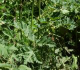 Heracleum sibiricum