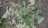 Artemisia borealis