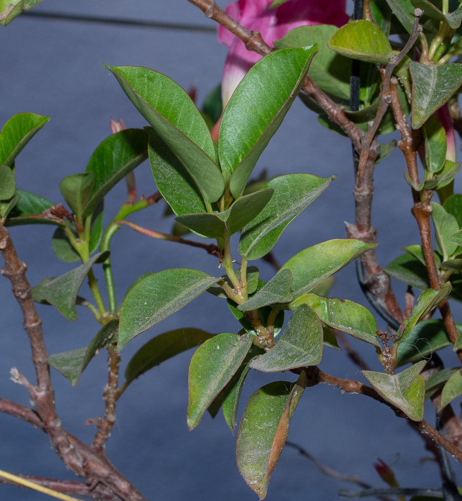 Image of Mandevilla sanderi specimen.