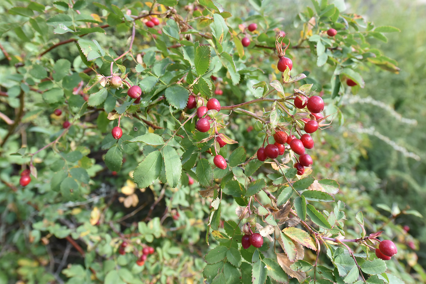 Image of Rosa beggeriana specimen.