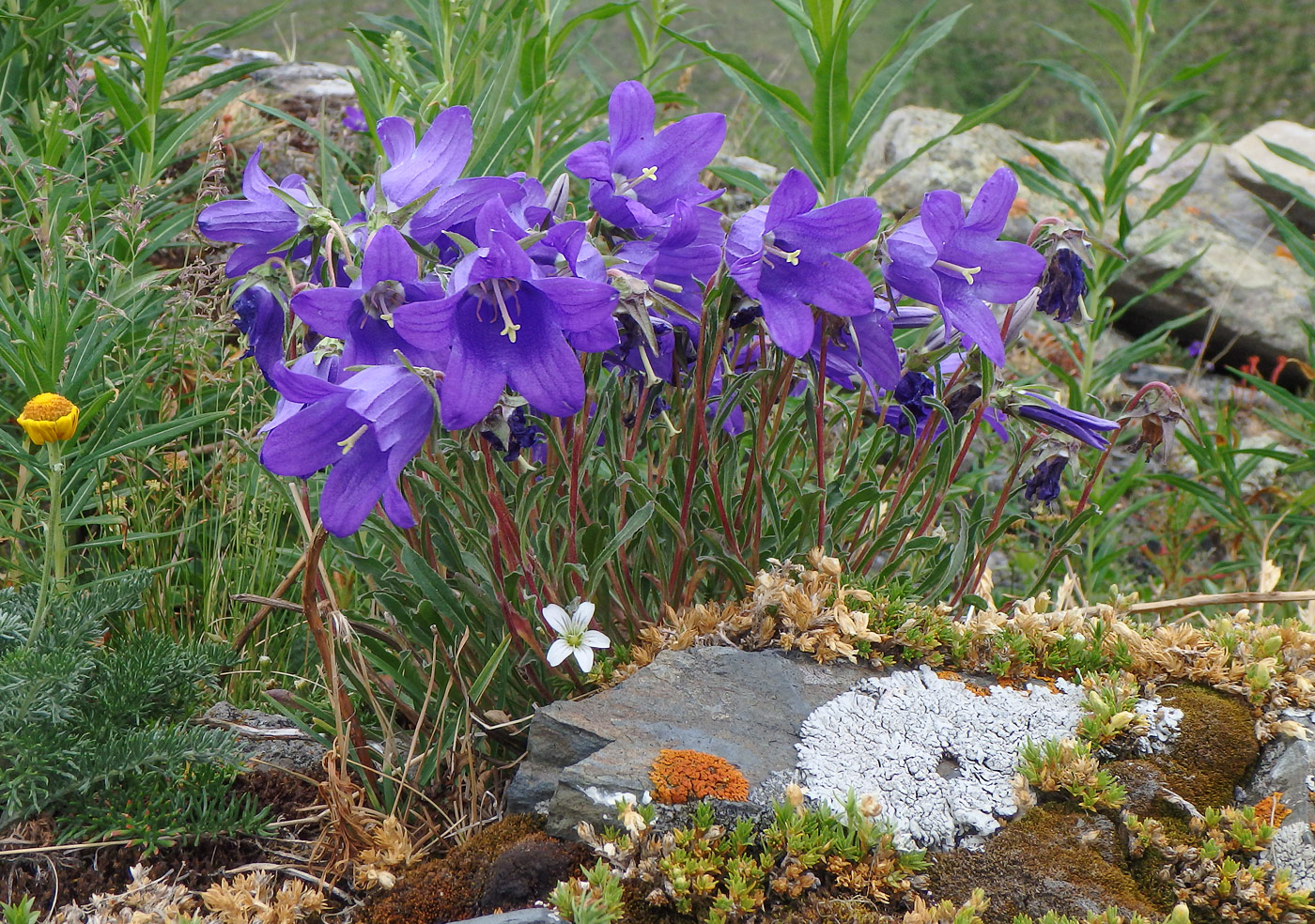 Изображение особи Campanula saxifraga.