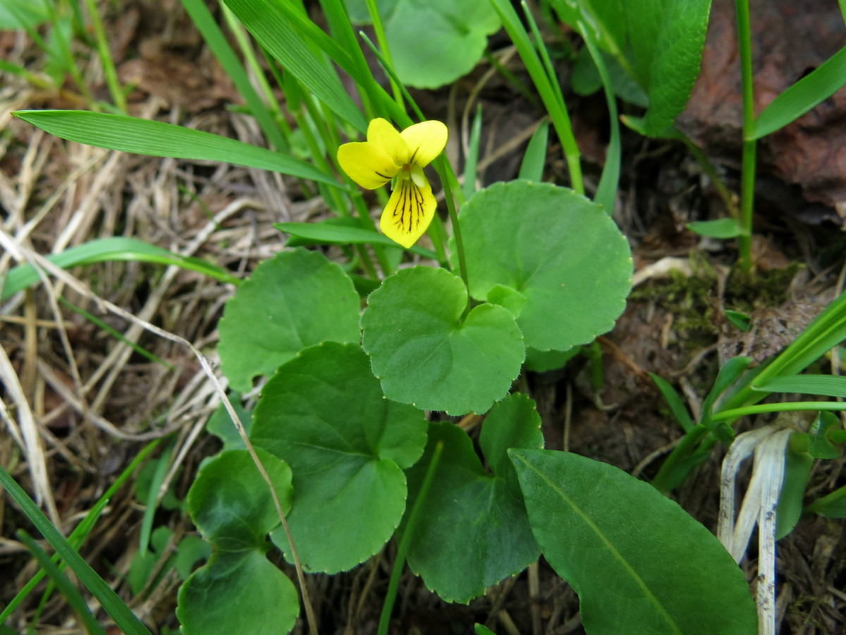 Image of Viola biflora specimen.