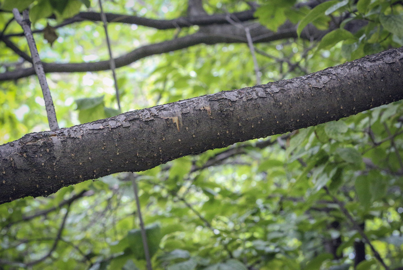 Изображение особи Syringa reticulata ssp. pekinensis.