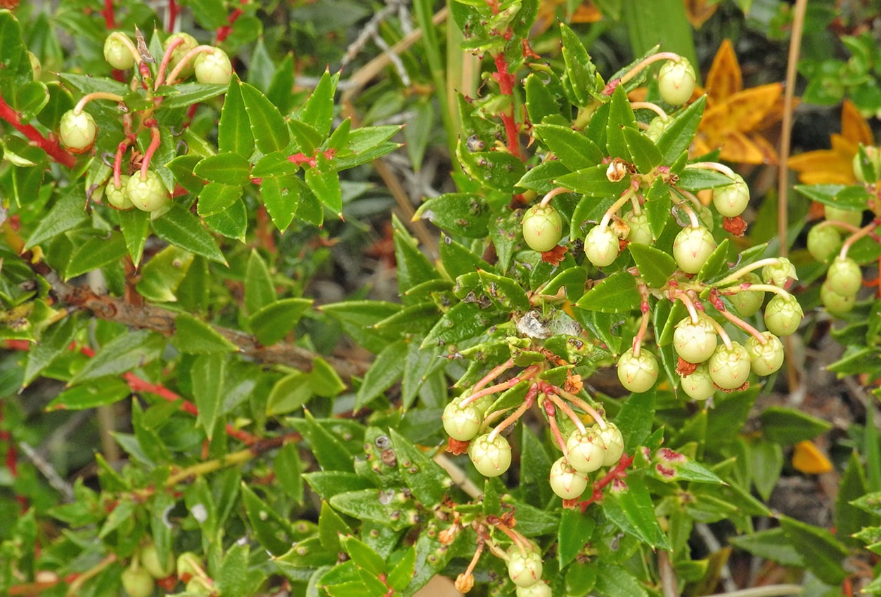 Изображение особи Pernettya mucronata.