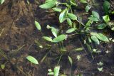 genus Alisma