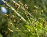 Thalictrum foetidum