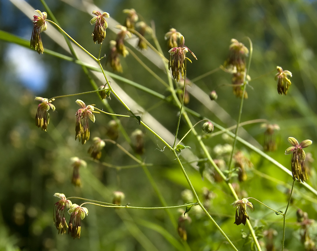 Image of Thalictrum foetidum specimen.