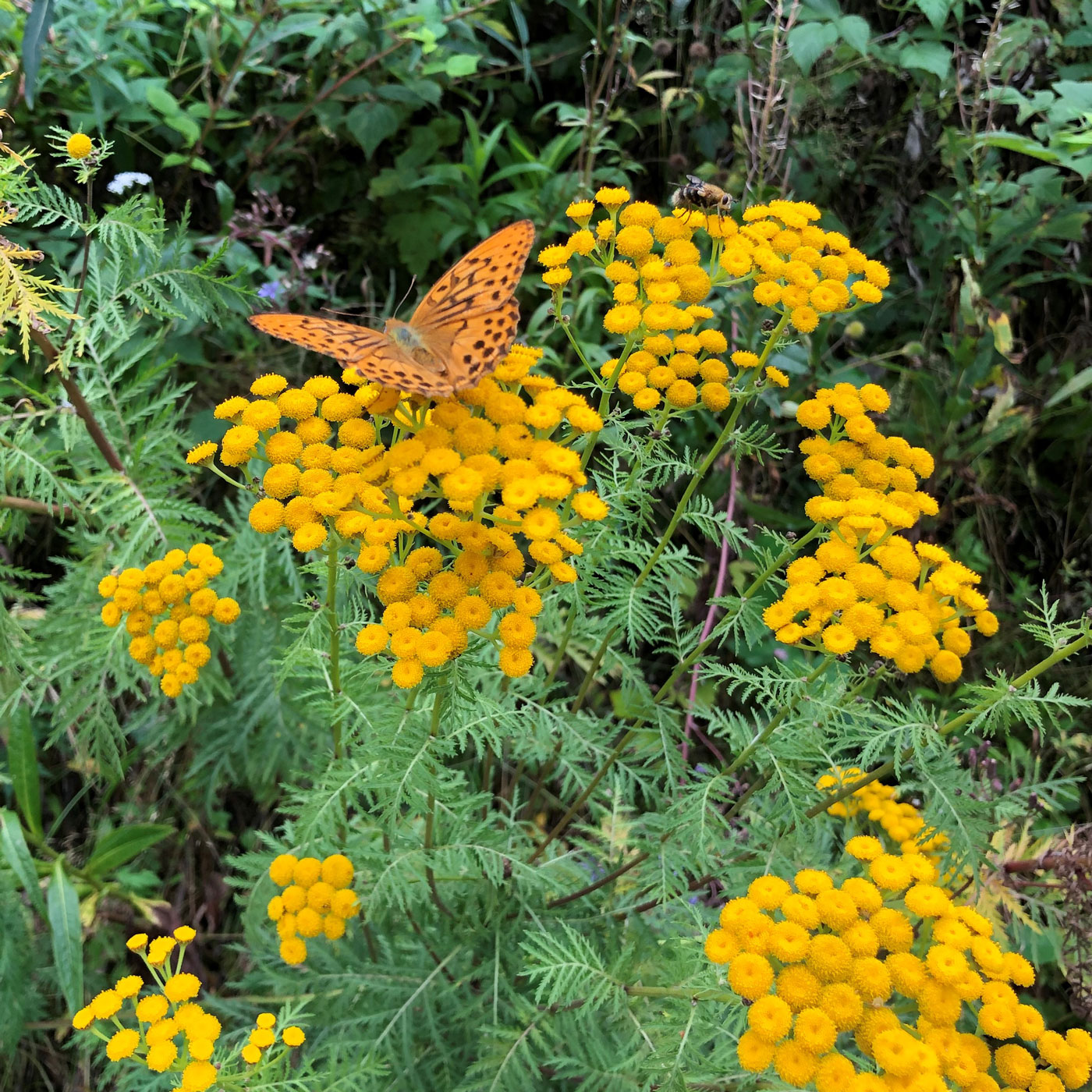 Изображение особи род Tanacetum.