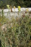 Rhinanthus minor
