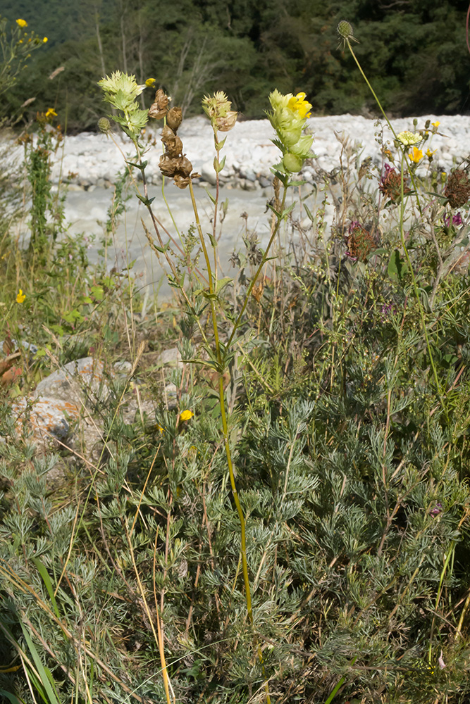 Image of Rhinanthus aestivalis specimen.