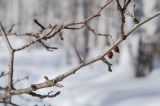 род Crataegus. Часть ветки с прошлогодними плодами. Башкортостан, Учалинский р-н, Уразовский сельсовет, окр. с. Уразово, разреженный березняк с отдельными соснами (Pinus). 6 марта 2022 г.