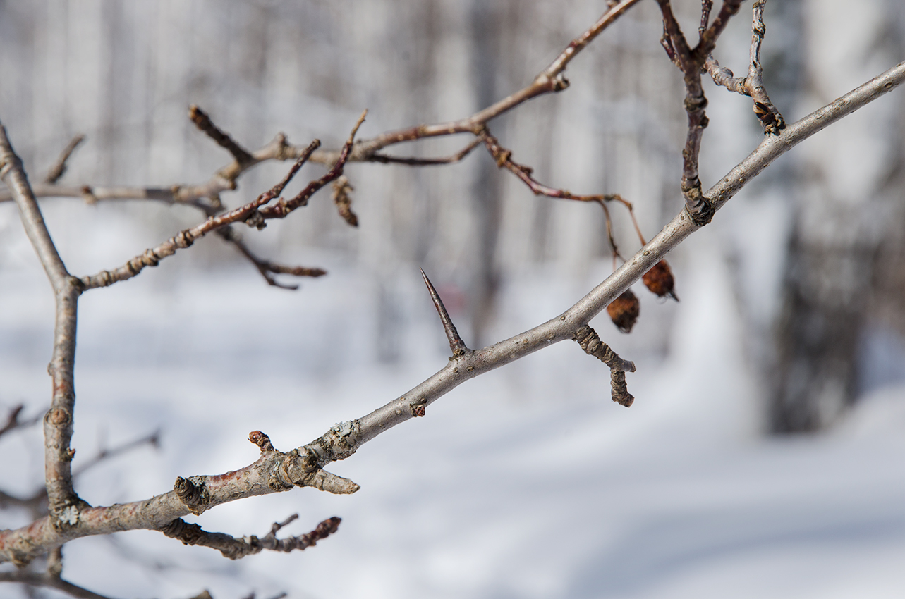 Изображение особи род Crataegus.