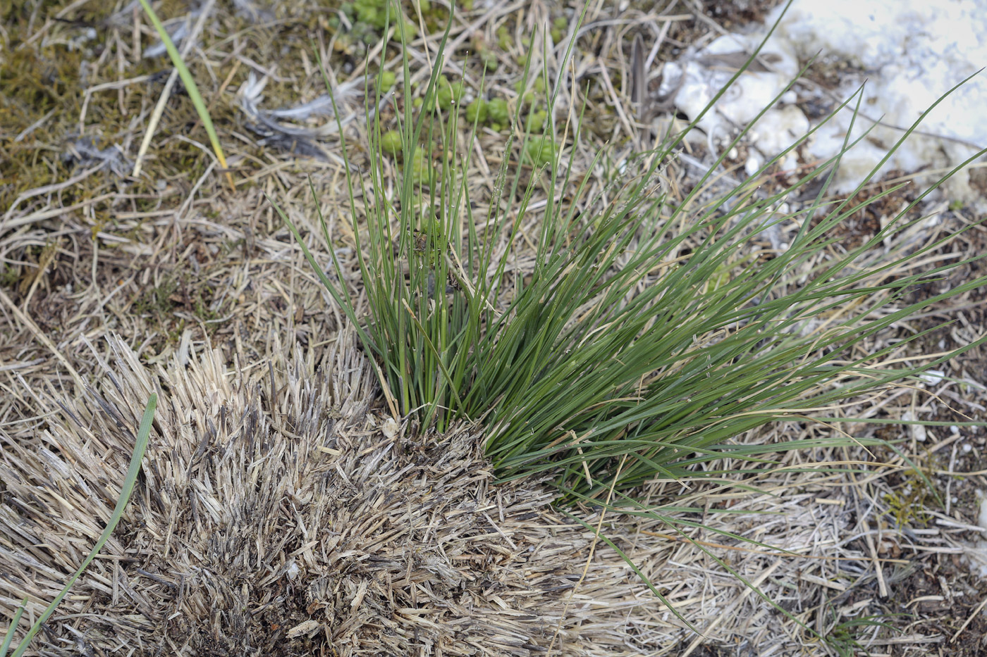 Image of Festuca pseudovina specimen.