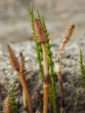 Equisetum arvense