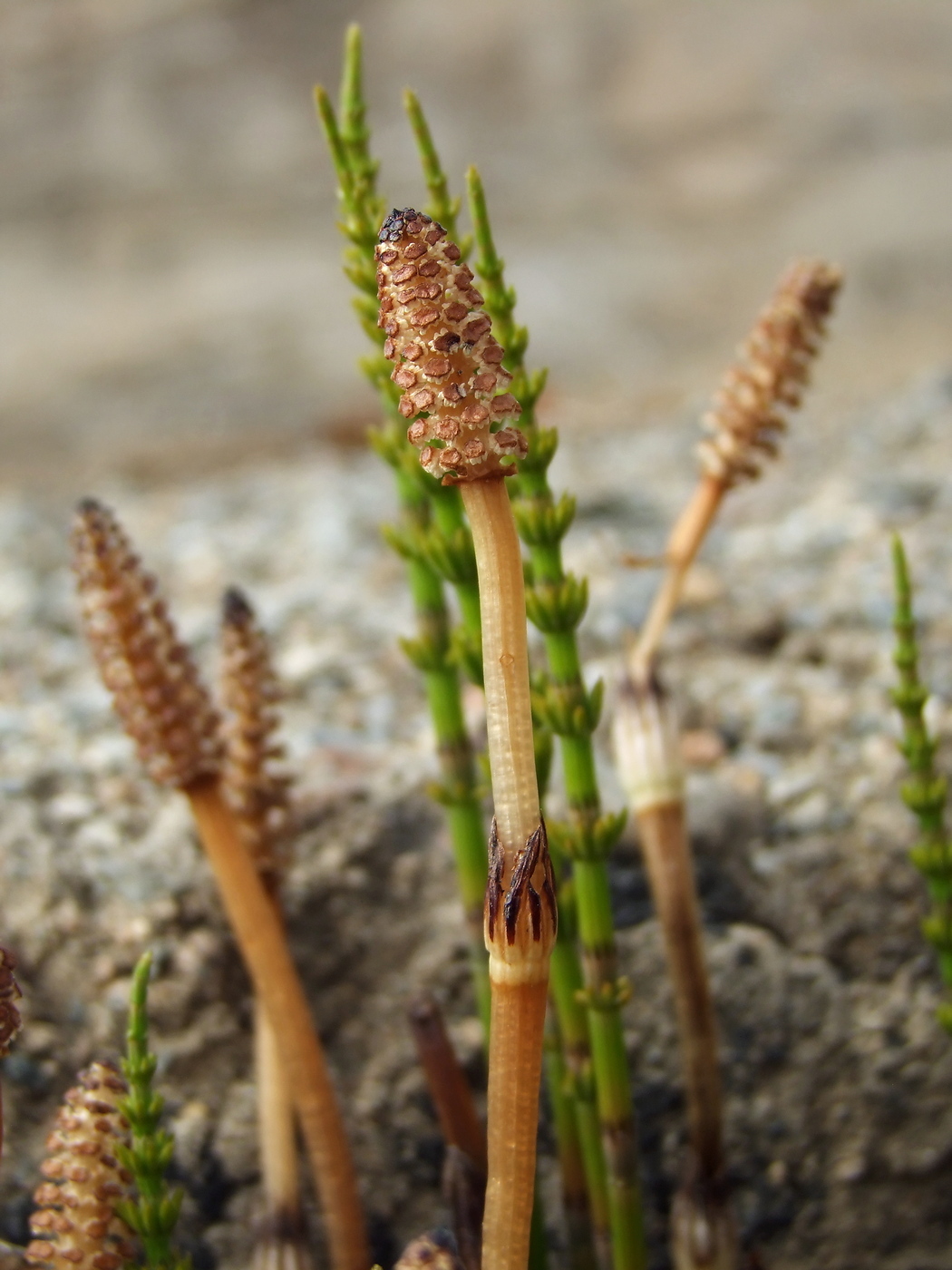 Изображение особи Equisetum arvense.