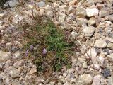 Erodium acaule