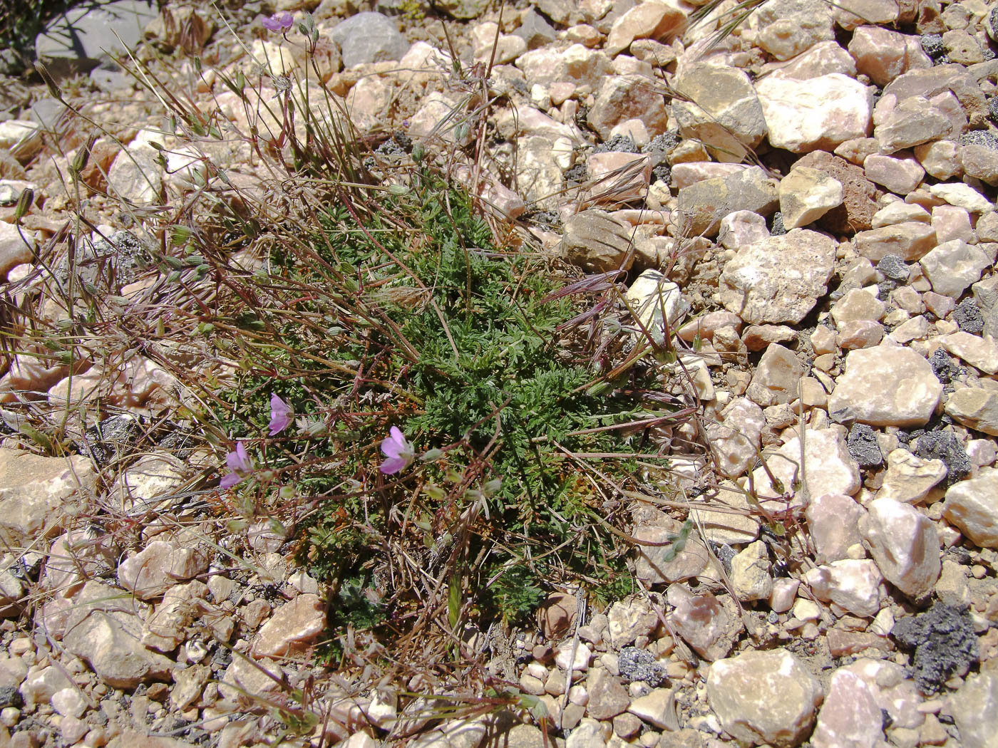 Изображение особи Erodium acaule.