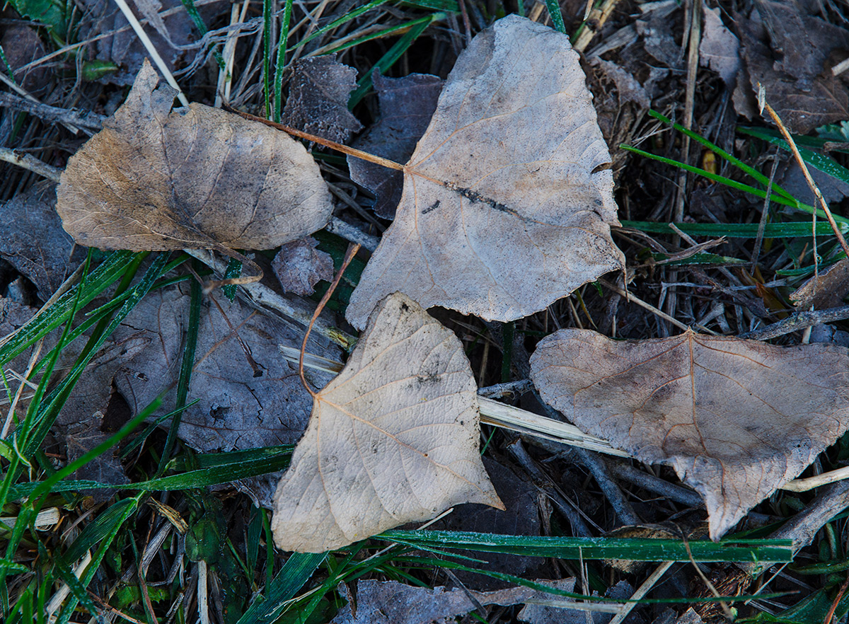 Image of Populus nigra specimen.