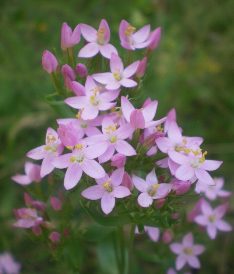 Image of Centaurium erythraea specimen.