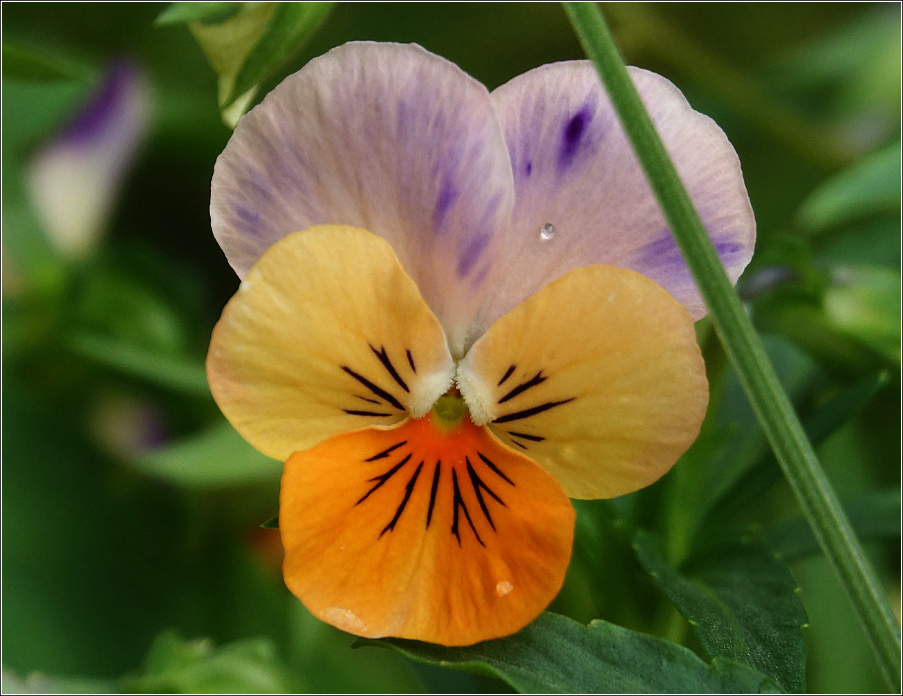 Image of Viola wittrockiana specimen.