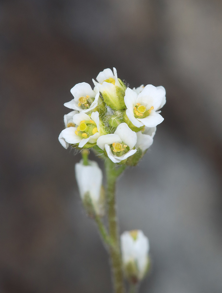 Изображение особи Draba cana.