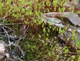 семейство Bryaceae