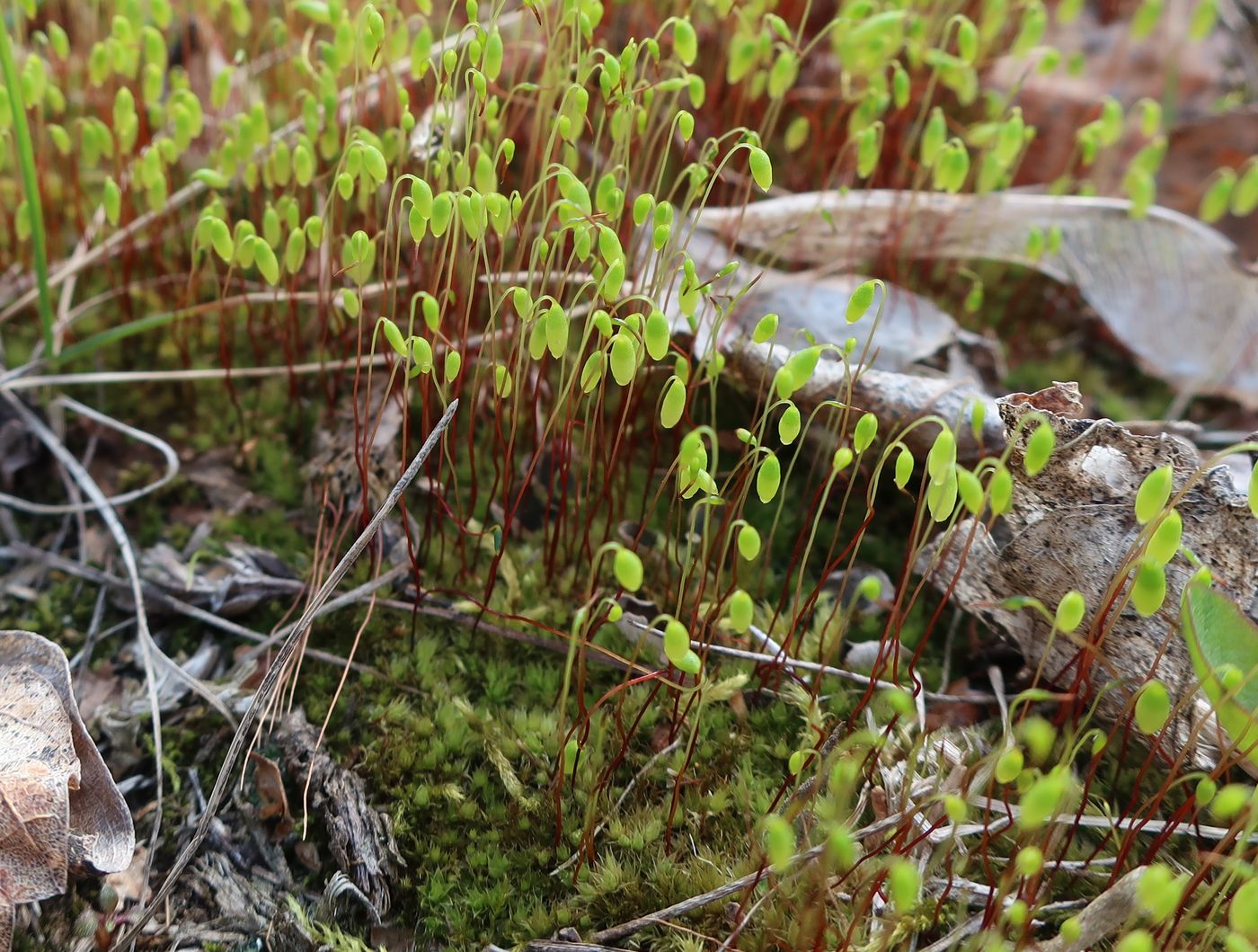 Изображение особи семейство Bryaceae.