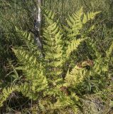 Dryopteris carthusiana. Вегетирующее растение. Пермский край, Оханский р-н, левый берег р. Кама, Кунчурихинский бор; мезотрофное осоково-сфагновое болото. 14.08.2022.