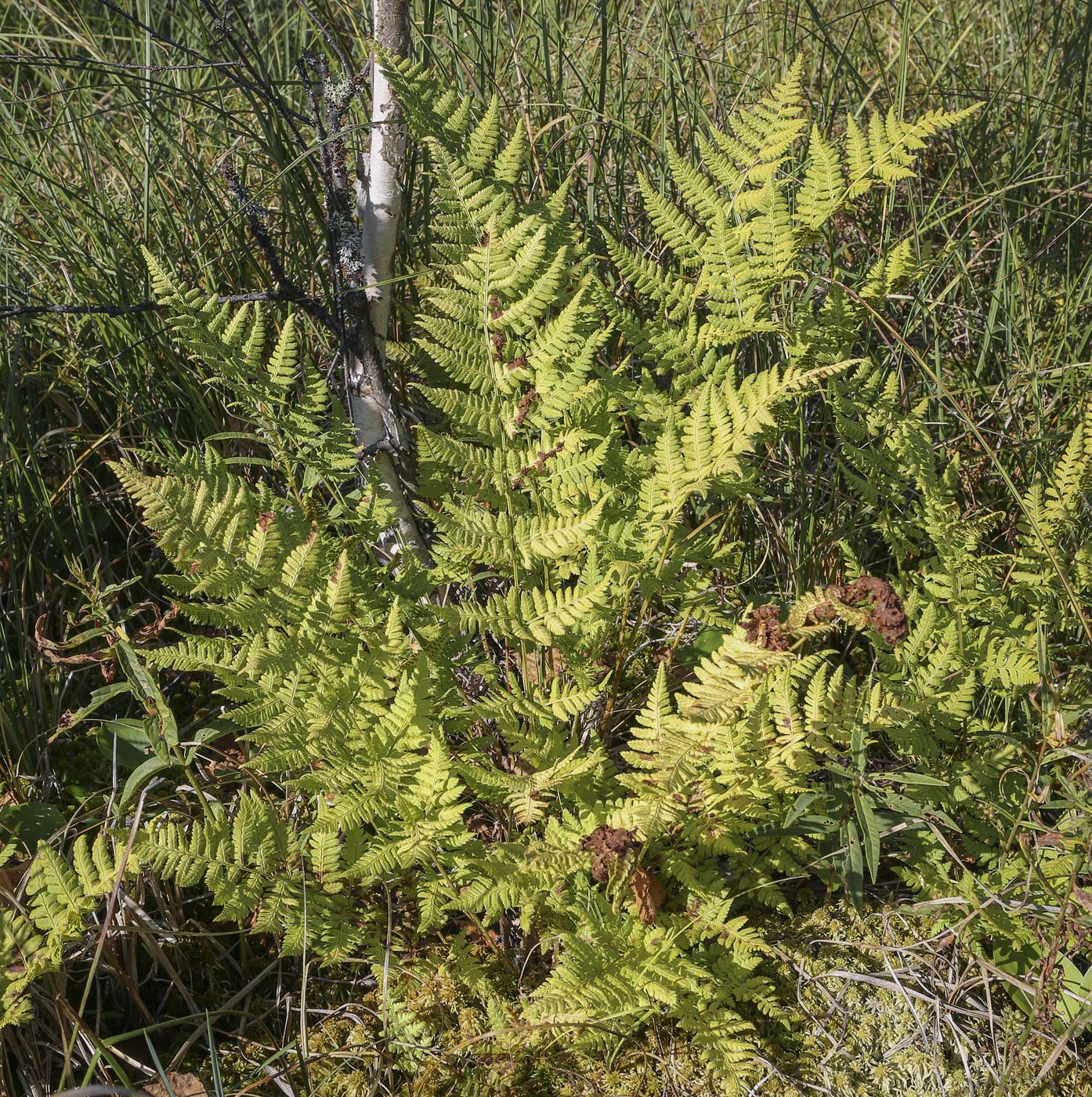 Image of Dryopteris carthusiana specimen.