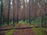Pinus sylvestris