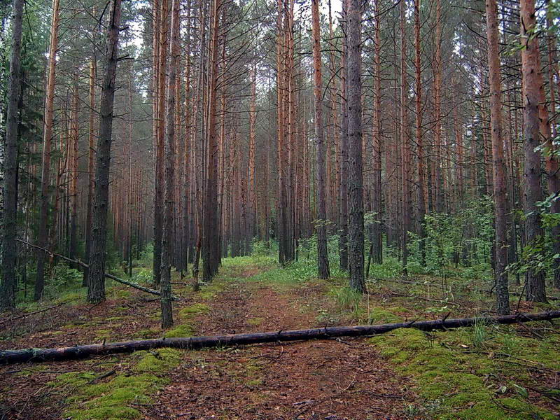 Image of Pinus sylvestris specimen.