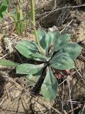 Goniolimon speciosum