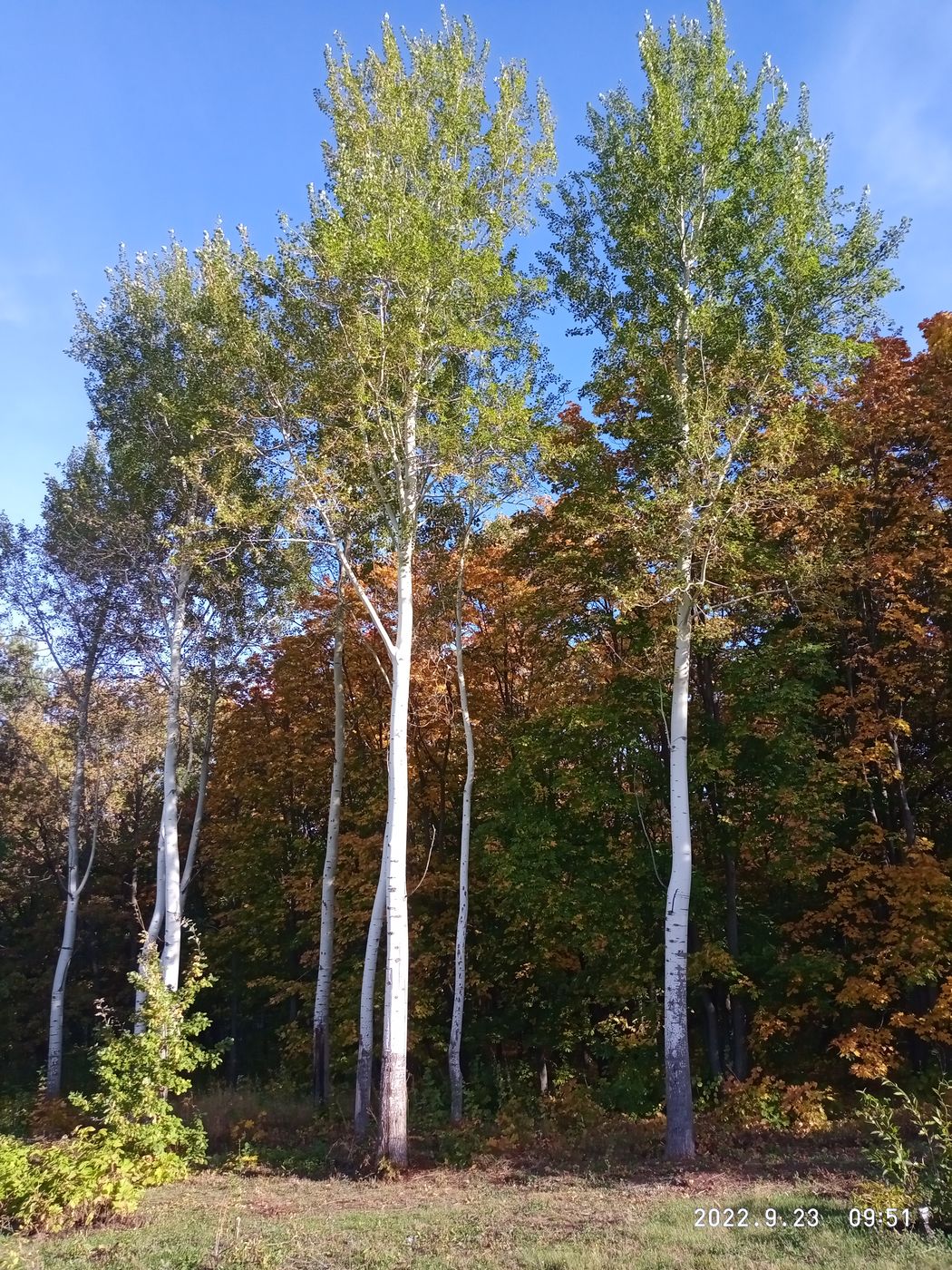 Изображение особи Populus tremula.