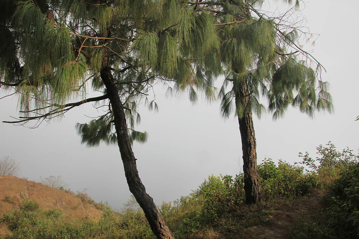 Image of genus Pinus specimen.