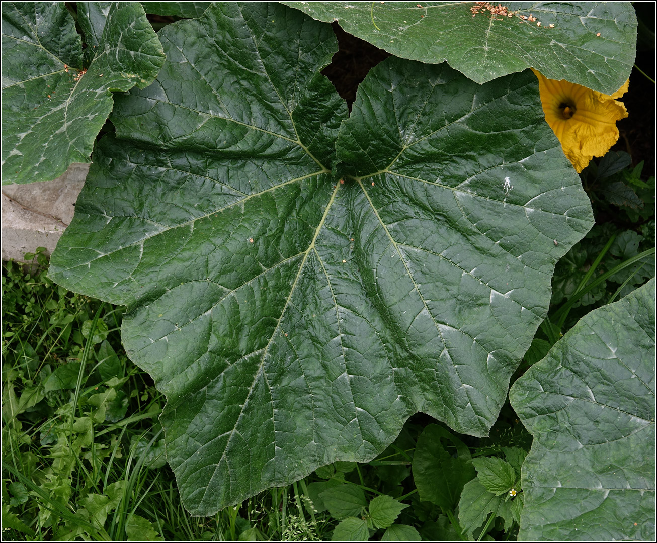 Image of Cucurbita pepo specimen.