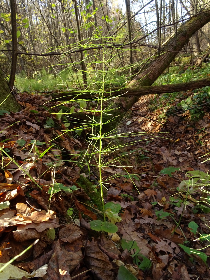 Image of Equisetum pratense specimen.