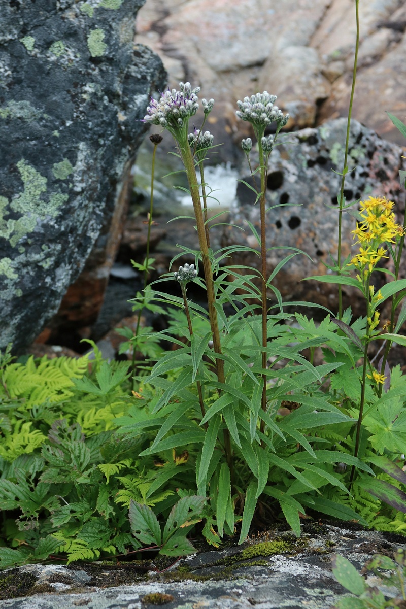 Изображение особи Saussurea alpina.