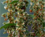 Rumex sylvestris