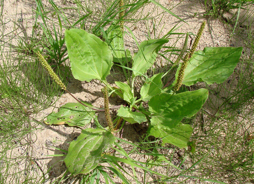 Изображение особи Plantago major.