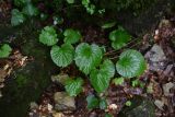 Pachyphragma macrophyllum. Отплодоносившее растение. Республика Адыгея, окр. пос. Каменномостский, левый берег р. Большой Руфабго, напротив водопада Девичья Коса, на склоне. 27 июля 2022 г.