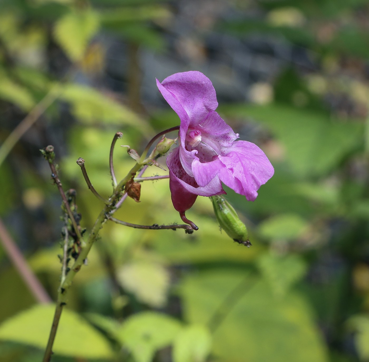 Image of Impatiens glandulifera specimen.