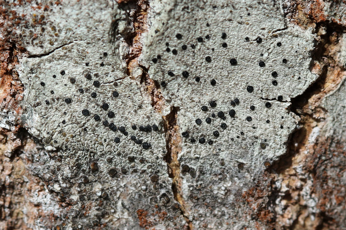 Image of class Lecanoromycetes specimen.