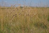 Festuca arundinacea