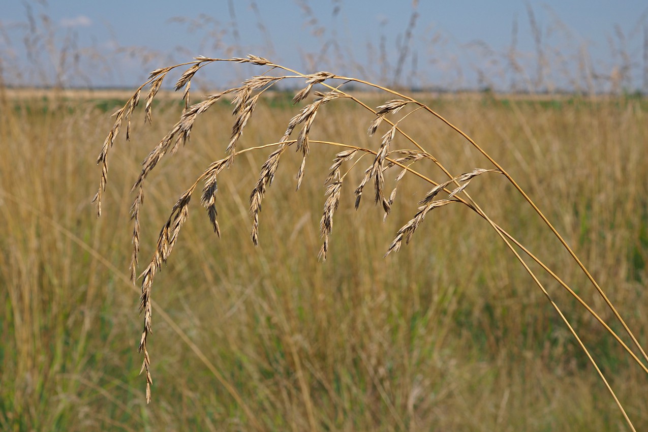 Image of Festuca arundinacea specimen.