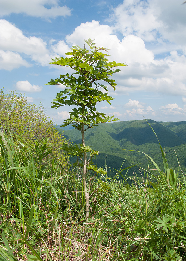 Image of Fraxinus excelsior specimen.